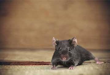 Rodent Proofing Services | Attic Cleaning San Francisco, CA