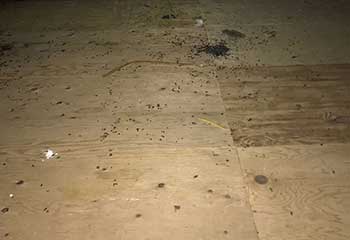 Commercial Rodent Proofing Project | Attic Cleaning San Francisco, CA