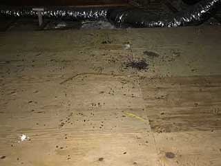 Protect Your Home From Mice | Attic Cleaning San Francisco, CA Protect Your Home From Mice | Attic Cleaning San Francisco, CA
