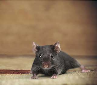 Rodent Proofing | Attic Cleaning San Francisco, CA Rodent Proofing | Attic Cleaning San Francisco, CA